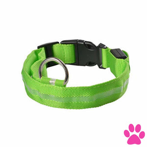 Dog Light Up Glowing Collar For Cat And