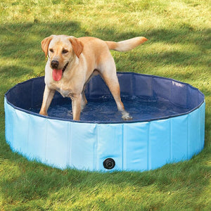 Dog Swimming Pool